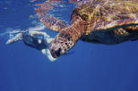 Save 8%: Na Pali Coast Kauai Snorkel and Sail