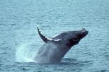 Save 10% Off Whale Watching and Dolphin Spotting Cruise from the North Island