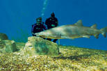 Save 13% Off Tampa Shore Excursion: Dive with the Sharks at the Florida Aquarium.