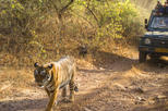 Save 15% Off 6-Night Golden Triangle Private Tour and Ranthambore Wildlife Safari from Delhi