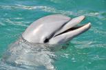 Save 25% Off Dolphin Cruise from The Florida Aquarium in Tampa Bay