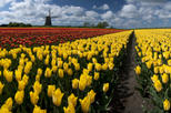 Save 15% Off Dutch Windmills and Countryside Day Trip from Amsterdam Including Cheese Tasting in Edam