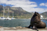 Save 10% Off Hout Bay, Cape Peninsula and Optional Boulders Beach Penguins Day Trip from Cape Town