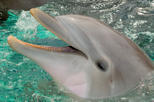 Save 10%! Cancun Dolphin Royal Swim on Isla Mujeres