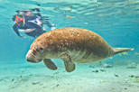 Save 5%! Crystal River Manatee Snorkeling and Everglades Airboat Tour!