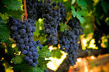 Save 10%! Napa and Sonoma Wine Country Tour.