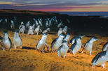 Save 20%! Phillip Island Tour from Melbourne.